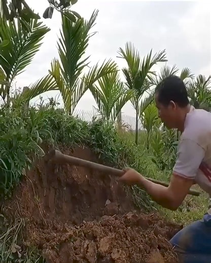 6.3K views · 40 reactions | The beautiful girl was attacked by a python | POV21 Cluj | Facebook