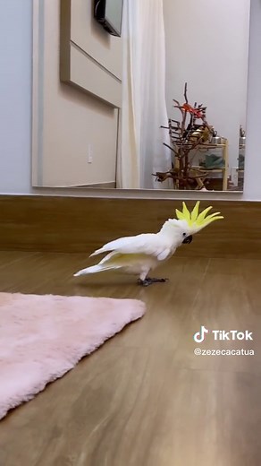 ESSE PIPOQUINHA EU N SEI LIDAR NAOOOO, eu amo demais esse bebezucooo 😍🥹❤️ ces tavam com sdd do pula pula pipoquinha? 🥹😂 #fyp #viral #foryou