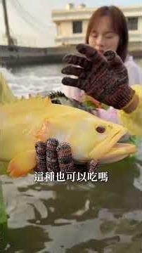 白色橘色的龍虎斑🐟你見過嗎？ | 魚塭這麼多魚到底怎麼抓？ | 台灣本地養殖龍虎斑 #fishing #大魚