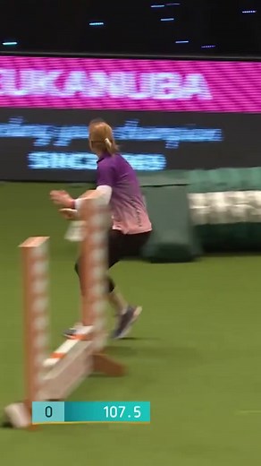 Poodle Banjo Agility Challenge at Crufts