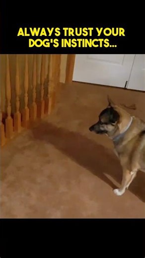 Always Trust Your Dog’s Instincts…
