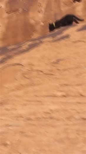 My cat destroys my house 😼🏡#furrytrouble #adventurecat #purejoy | Simon the backpacking Kitty