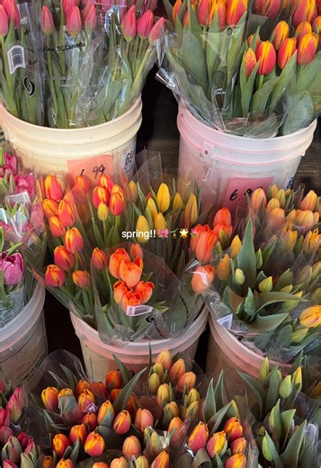 Spring Aesthetic in Vancouver: Embrace Nature's Beauty