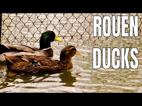 Rouen Ducks Explained