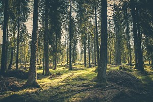 Why do some trees produce more oxygen than others?