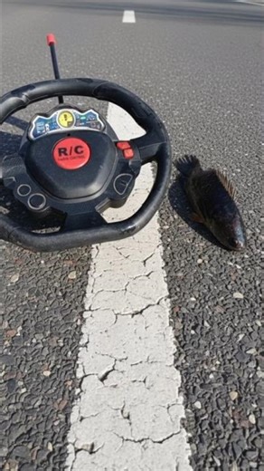 Wow Rc Remote Control Fish 🐟 🐟#shorts #viral #trending