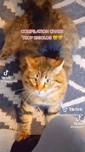 Compilations de chats trop rigolos 😺😹