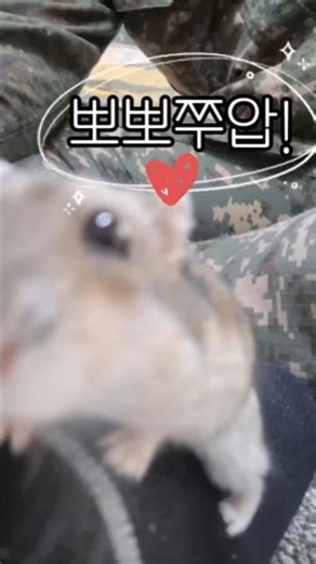 정글리안 햄스터 중 외모 1등! #드워프햄스터 #골든햄스터 #페디그리햄스터 #햄스터일상 #햄스터영상 #햄스터핸들링 #햄스터먹방 #햄스터키우기 #햄스터입양 #햄스터간식 #햄집사