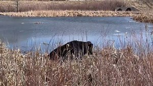 Authorities in Colorado "bulled" out all the stops when they rescued a bull that wandered into a pond and got stuck in the mud. http://tinyurl.com/yc6bkeja (Video courtesy of the Jefferson County Sheriff's Office) | WZTV FOX 17 News, Nashville