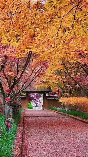 優しい秋色の景色を楽しむ栃木の紅葉