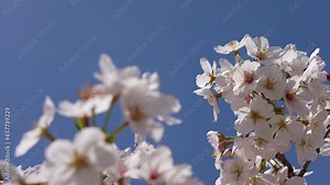 Panning animation of cherry blossoms.