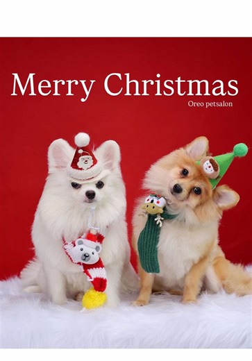 Cute quá dii#bichonnhatranloc #tiktokvuinhon #xuhuớng #tiktokgiaitri❤️‍ #oreopetsalon