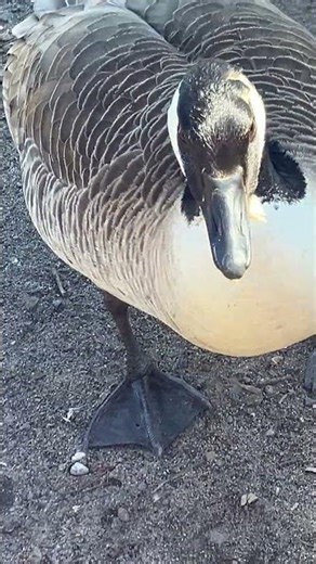 #birds #goose #schwan #duck #ruhe #europeanparks #birdsvideo #travelshorts