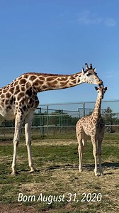 9.1K views · 315 reactions | African Lion Safari is pleased to announce the birth of "Milo". 漣 Milo was born on August 31 at 11:20 AM. Learn more about African Lion Safari's giraffe breeding and conservation programme ➡️ https://lionsafari.com/breeding-programmes-rothschild-giraffe/ | African Lion Safari | Facebook