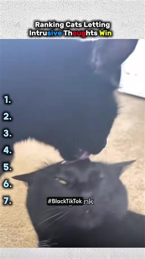 Cats Letting Their Intrusive Thoughts Win – Top 5 Moments