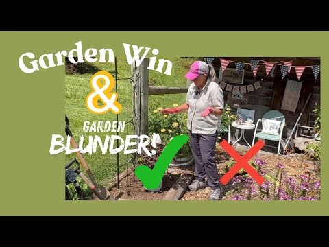 Cookies & Cream Hardy Hibiscus 🤍 ➕Sunspot Sunflower MISTAKE!