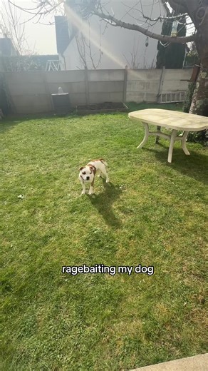 Rage bait sur artist #fyp #staffy #staffysoftiktok #ragebait #dog