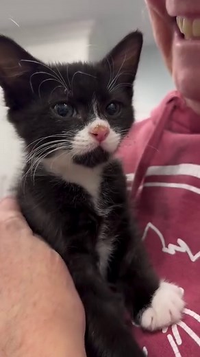 Skunk is getting adopted today by @skunk.and.the.jazz.pants! Of course, he had to go out with a bang. Around midnight, we took a trip to the ER because Skunky was constipated (again). He was sent home with enemas, lactulose, and cisapride (not a fan of the taste). Already this morning, he’s had some little turds! Great sign. The doctor can’t be certain what caused it — could’ve been due to his anesthesia on Monday, or the food change on Sunday, or an underlying cause, or because someone sneezed.