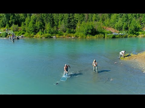 Peak of the Run Wild Salmon Fishing On Kenai River Soldotna Ak 2021 Alaska Small Craft Adventures