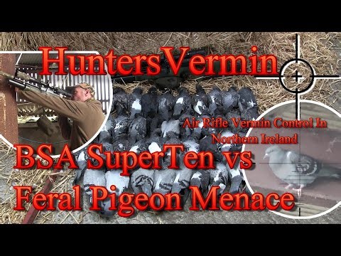 Air Rifle Hunting BSA Superten vs Feral Pigeon Menace