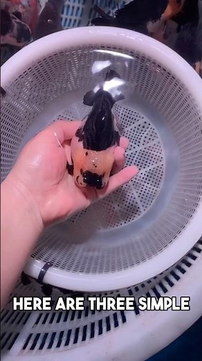 How to take care of goldfish
