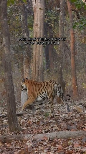 Incredible Wildlife Footage: Baby Langur & Tiger | Survival Story