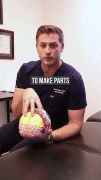 Functional neurology is a brain-focused approach to understanding and improving how the nervous