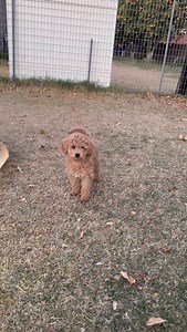 Spaying or neutering your dog before they’re fully developed can negatively impact their growth, hormones, and long-term health. While it might seem convenient to “get it out of the way,” here’s what the research says: 1️⃣ Joint Development Risks: Studies show that dogs spayed/neutered before 12 months have a higher risk of hip dysplasia, torn ACLs, and arthritis. Their bones keep growing unnaturally, increasing the chance of injury. 2️⃣ Cancer Concerns: Certain cancers, like hemangiosarcoma and