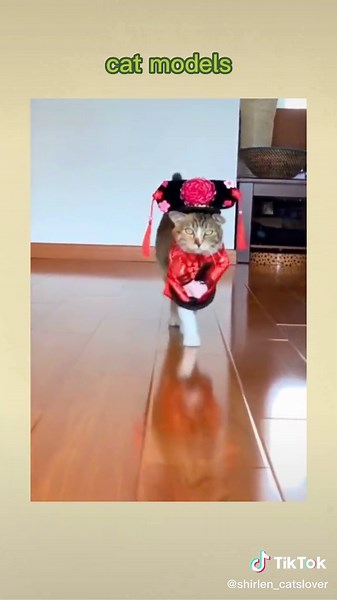 Cat Modeling: Unveiling the Beauty of Supermodel Cats