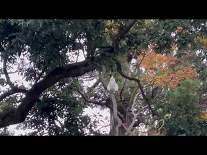 【観たら幸せになれる】大崎八幡宮の神使