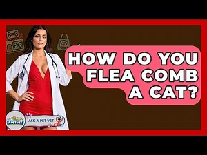 How Do You Flea Comb A Cat? - Ask A Pet Vet