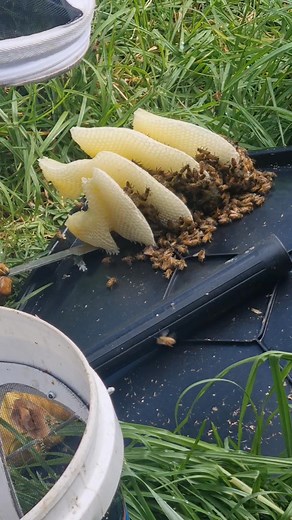 More bee saving | Honey for Kings