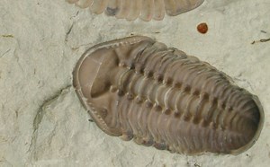 Some of Earth's earliest marine creatures breathed through their legs - The Weather Network