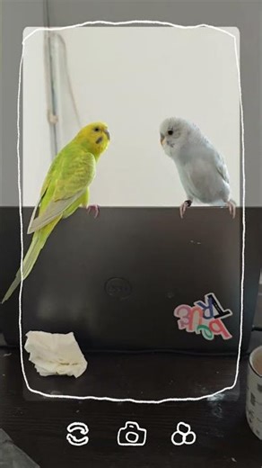 Pilipili 1586th day, feeding and feeding, Funny and cute budgie, playful parakeet, happy bird#shorts