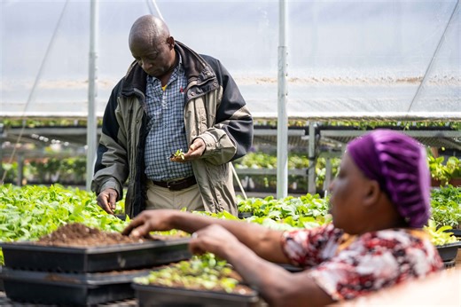 Nonprofit opens permanent greenhouse for refugee farming program