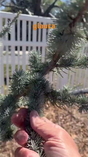 How to identify evergreen trees - Cedar and Fir #evergreen #christmas #tree #identity