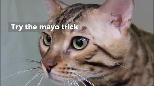 HOW TO TRIM AN AGGRESSIVE CATS CLAWS?