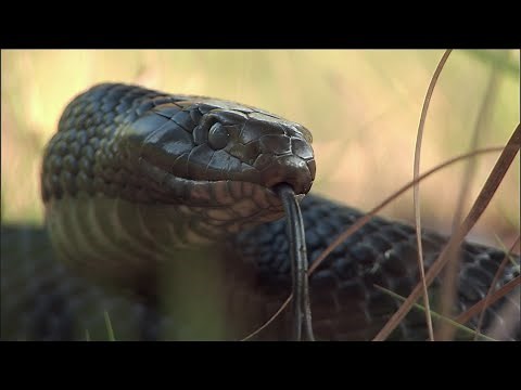 Indigo Snakes