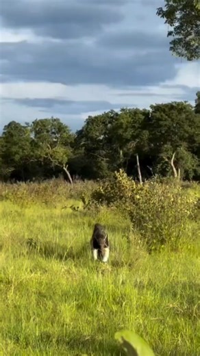 Exploring the Fascinating World of Wildlife Animals