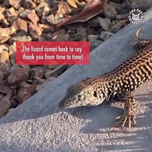 Watch what happens when you perform CPR on a lizard! | The Pet Collective