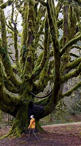 Olympic National Park hidden beauty worth exploring