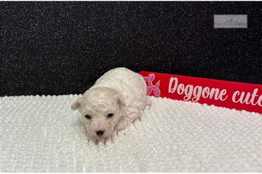 Blossom - Bichon Frise Puppy 251876