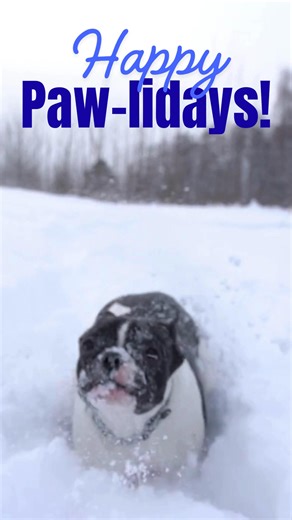 From our vet family to yours, we’re wishing you a season filled with love, laughter, and plenty of cuddles.🎄🐶🐱 Reminder, we will be closing early at noon today and closed entirely tomorrow. | Odyssey Veterinary Care