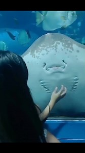 81 reactions · 57 comments | Ang cute cute Ng sting ray #ManilaOceanPark #oceanpark #stingray #aquariumfish #viralreels #reelsfypシ #fypシ゚ #reelsmonitization #reelsfb #trendingreels #reels #fyp | Summer Vlogs Lyka Mae | Facebook