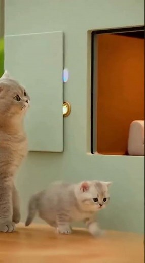 Smartest Cat Ever? Watch This Cat Beat the Sensor Door Again!