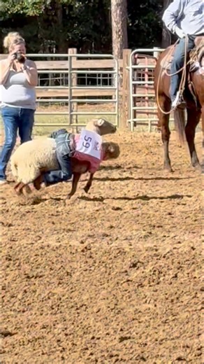 2.5K views · 37 reactions | We went to a kid rodeo today and saw mutton bustin’ for the first time. If you’re not familiar, it’s like bull riding but on a sheep and meant for little kids to learn. The sheep just haul tail as fast as they can. Most kids fall off in less than a second or two. This kid was not letting his sheep get off so easy. #rodeo #kids #sheep | Alison Morrow | Facebook