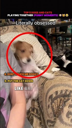 Top 5 Dogs and Cats Playing Together (Funny Moments) 🐶🐱😂