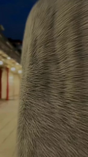 #best_tricking #tricks #trickster #combos #viral #tricking #foryou #fürdich #trickinglife #fyp #tricker #fyp #flips #fliper #4you #fypシ #trickingboy #tricking ➡️ IG bboybenjiro