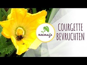 Courgette bestuiven | Courgette bevruchten | Courgette valt eraf