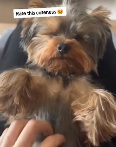 Rate her cuteness | Adopt A Perfect Paw